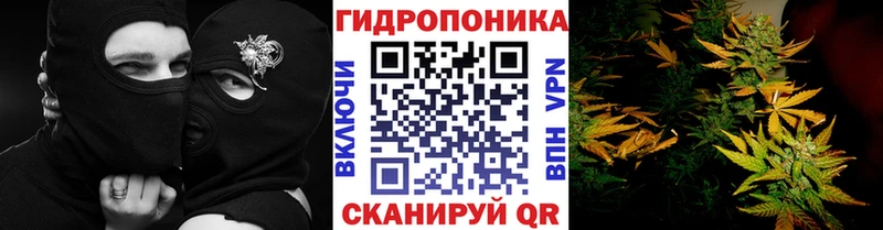 Шишки марихуана OG Kush  hydra сайт  Олонец 